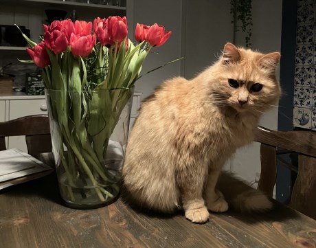 Kat Europese korthaar of huiskat