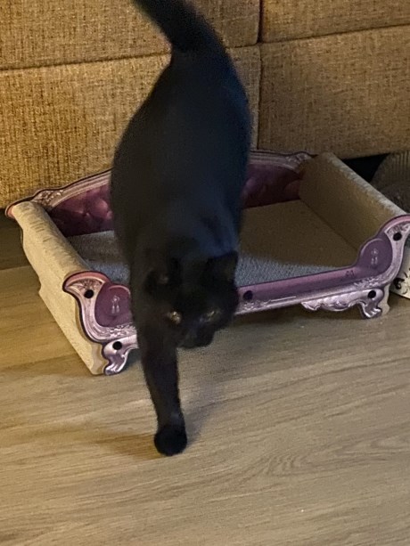 Kat Europese korthaar of huiskat