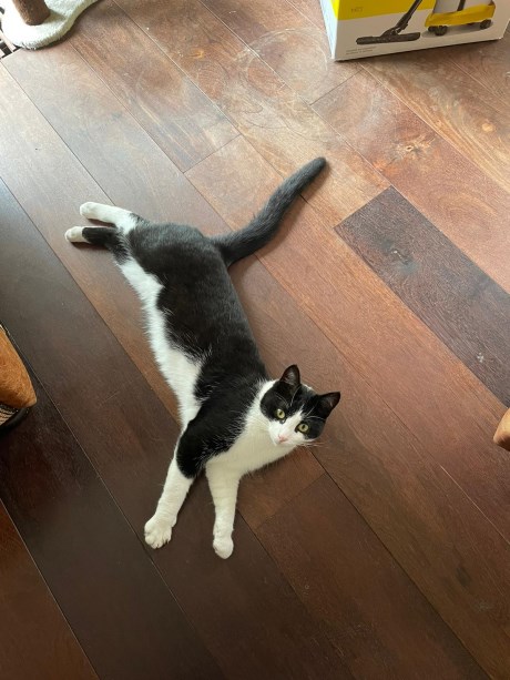 Kat Europese korthaar of huiskat