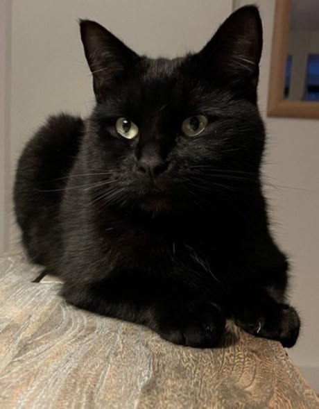 Kat Europese korthaar of huiskat