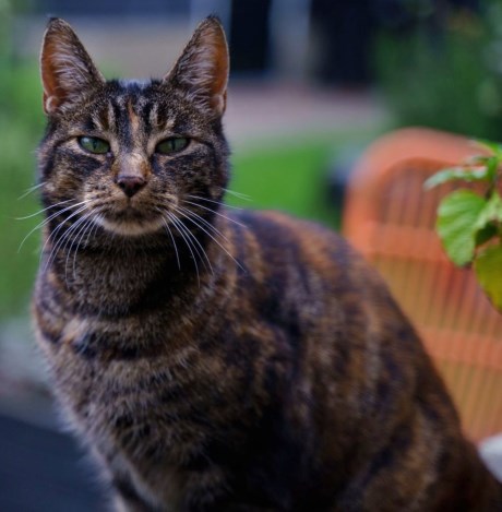 Kat Europese korthaar of huiskat