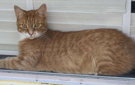 Kat Europese korthaar of huiskat