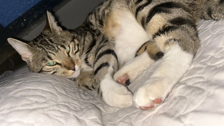 Kat Europese korthaar of huiskat