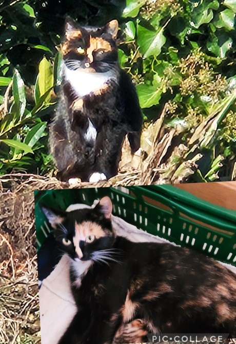 Kat Europese korthaar of huiskat