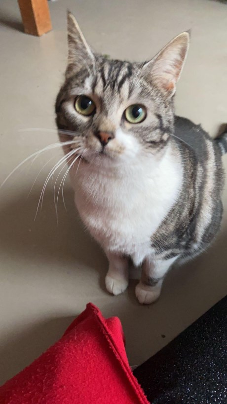 Kat Europese korthaar of huiskat