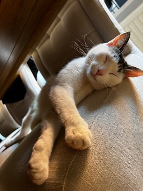 Kat Europese korthaar of huiskat