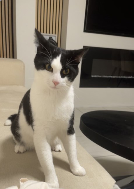 Kat Europese korthaar of huiskat