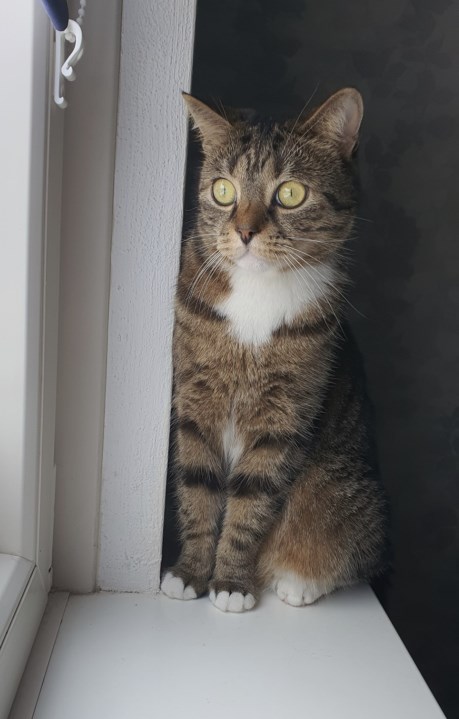 Kat Europese korthaar of huiskat