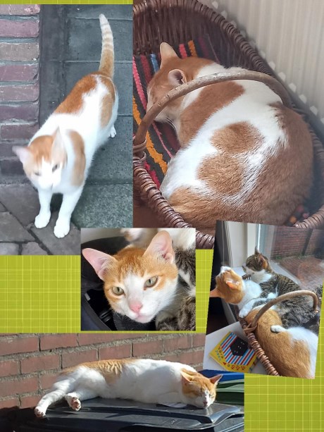 Kat Europese korthaar of huiskat