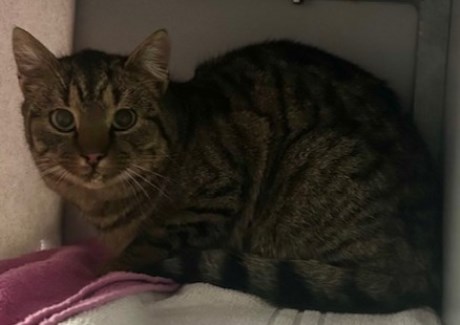 Kat Europese korthaar of huiskat