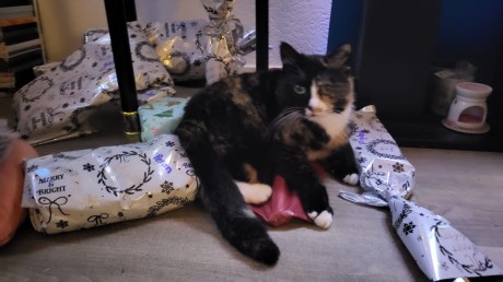 Kat Europese korthaar of huiskat