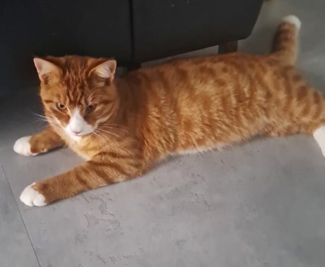 Kat Europese korthaar of huiskat