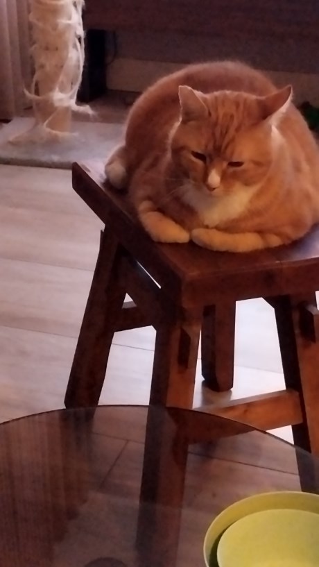 Kat Europese korthaar of huiskat