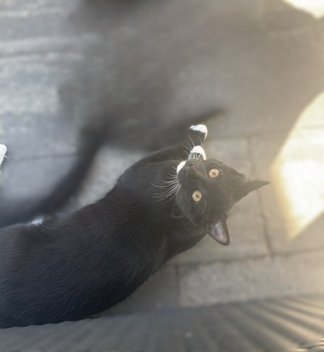 Kat Europese korthaar of huiskat