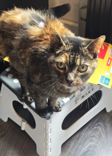 Kat Europese korthaar of huiskat