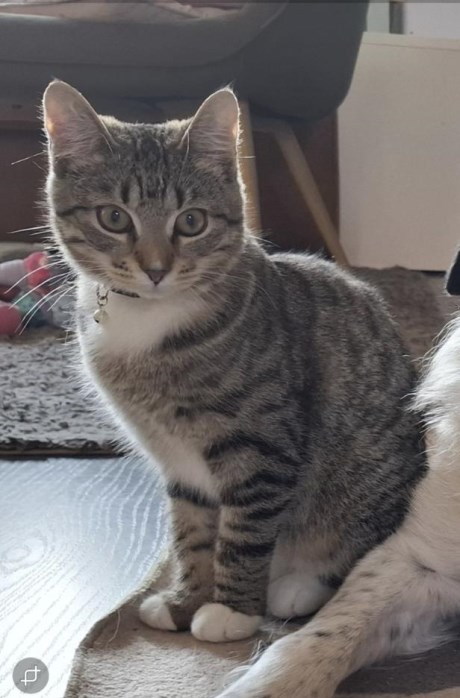 Kat Europese korthaar of huiskat