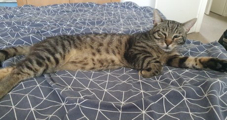 Kat Europese korthaar of huiskat