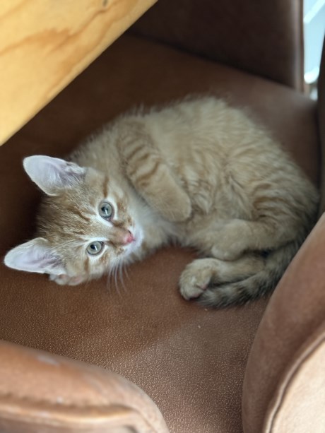 Kat Europese korthaar of huiskat