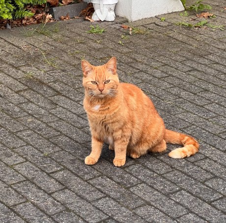 Kat Europese korthaar of huiskat