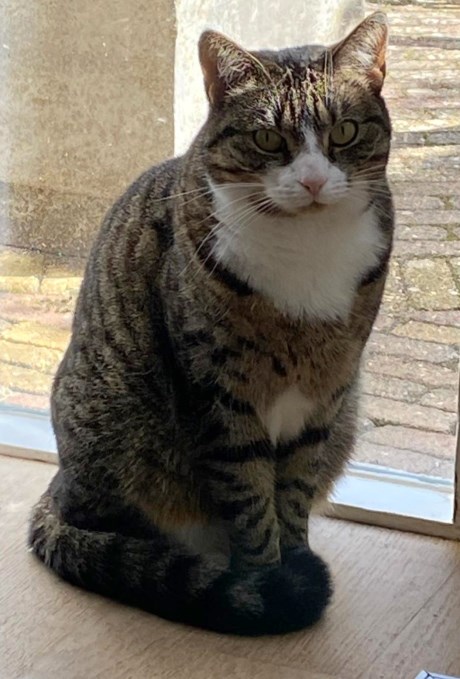 Kat Europese korthaar of huiskat