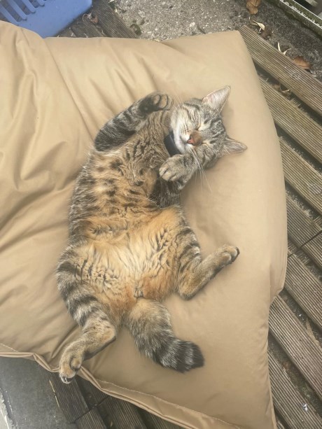 Kat Europese korthaar of huiskat