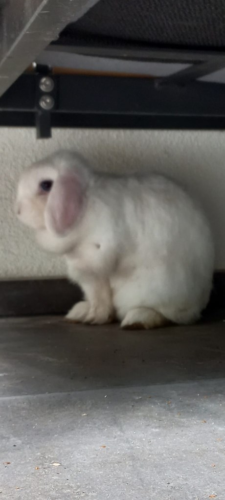 Knaagdier / Haasachtige Konijn