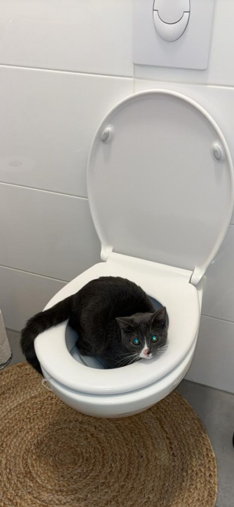 Kat Brits korthaar X