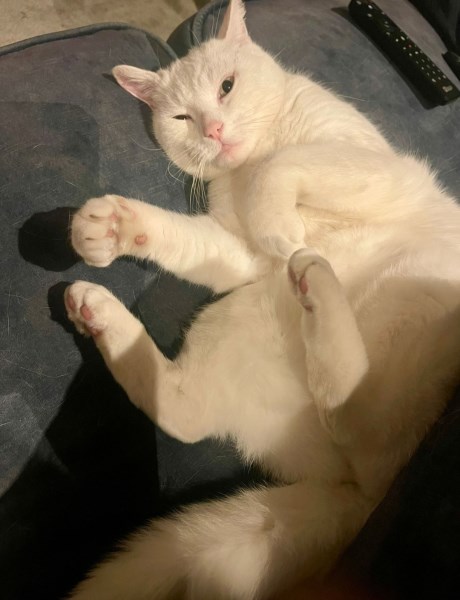 Kat Europese korthaar of huiskat