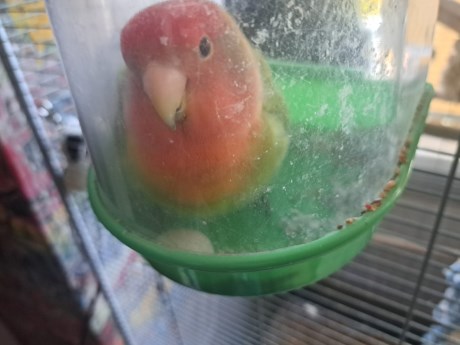 Vogel (Dwerg-)papegaai