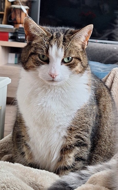 Kat Europese korthaar of huiskat