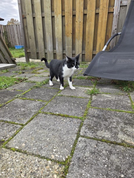 Kat Europese korthaar of huiskat