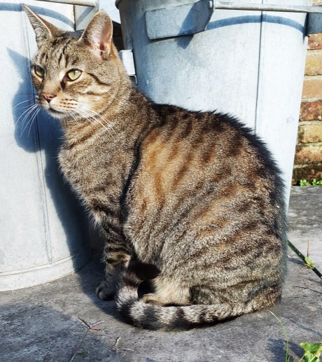 Kat Europese korthaar of huiskat