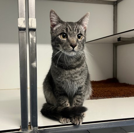 Kat Europese korthaar of huiskat