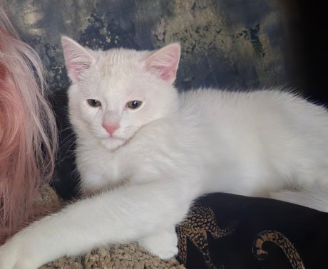 Kat Europese korthaar of huiskat