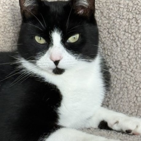 Kat Europese korthaar of huiskat