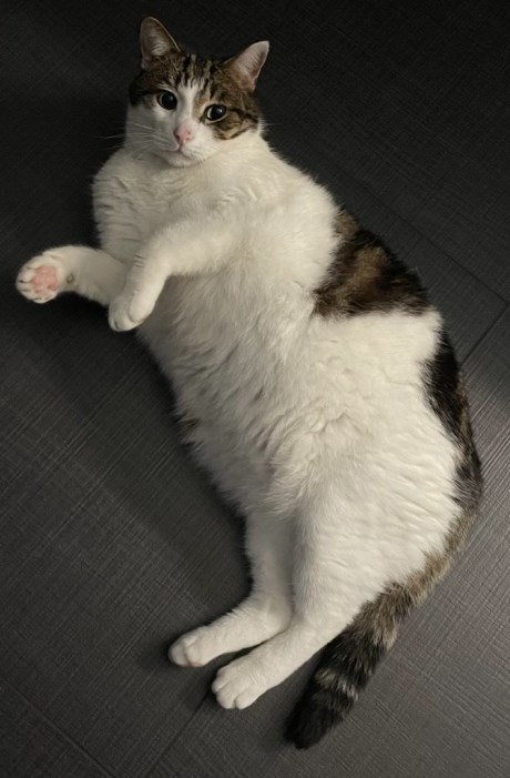 Kat Europese korthaar of huiskat