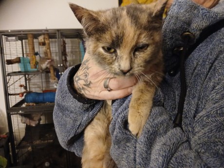 Kat Europese korthaar of huiskat