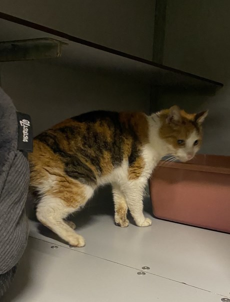 Kat Europese korthaar of huiskat