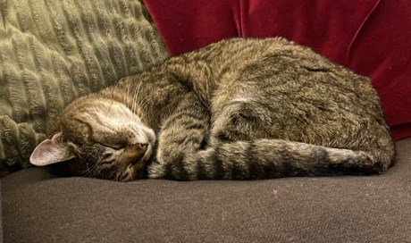 Kat Europese korthaar of huiskat