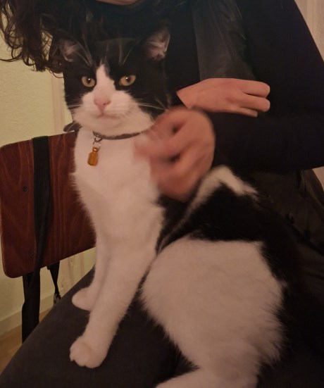 Kat Europese korthaar of huiskat