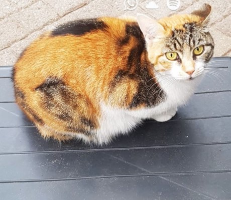 Kat Europese korthaar of huiskat