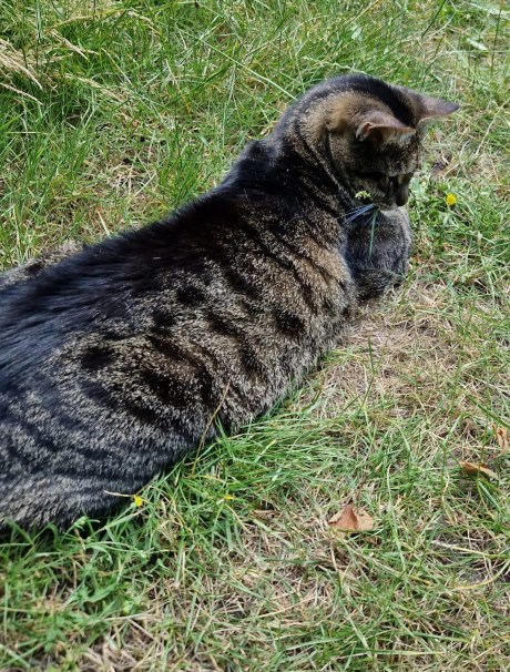 Kat Europese korthaar of huiskat