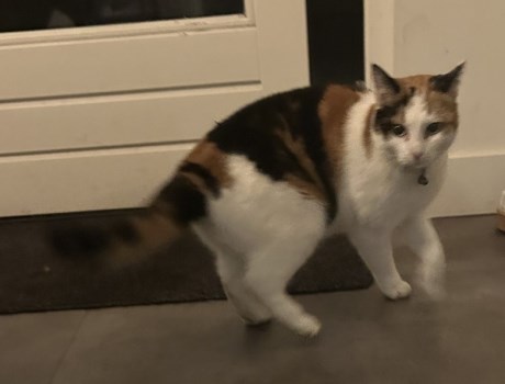 Kat Europese korthaar of huiskat