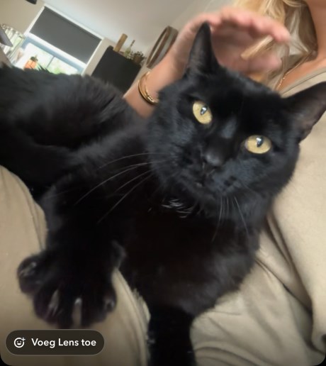 Kat Europese korthaar of huiskat