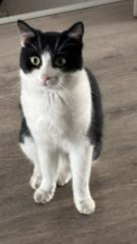 Kat Europese korthaar of huiskat