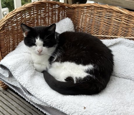 Kat Europese korthaar of huiskat