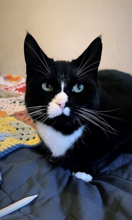 Kat Europese korthaar of huiskat