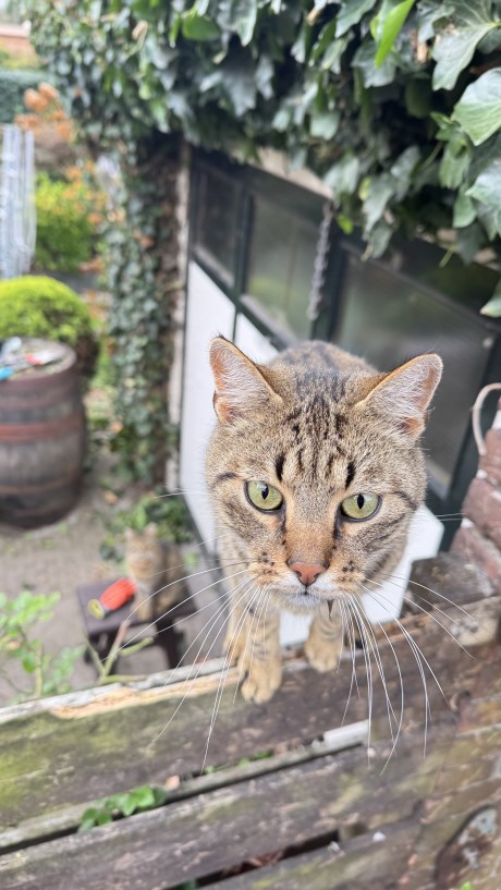 Kat Europese korthaar of huiskat