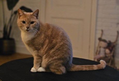 Kat Brits korthaar X