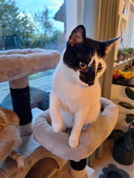 Kat Europese korthaar of huiskat